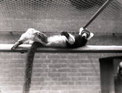 Ruffed Lemur by Frederick William Bond